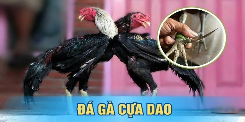 Kinh nghiệm bỏ túi khi chơi đá gà cựa dao