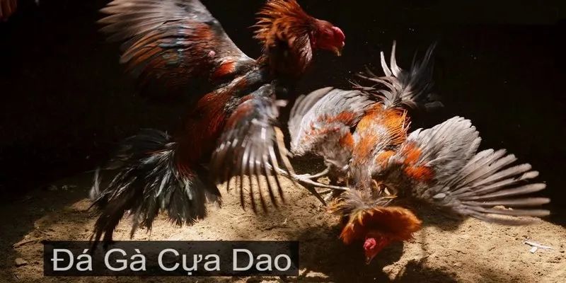 Ưu đãi cực chất khi tham gia đá gà cựa dao