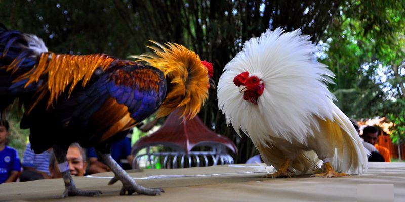 Quy tụ hàng trăm màn so kè kịch tính tại Campuchia