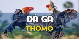 Trực tiếp đá gà thomo BET88