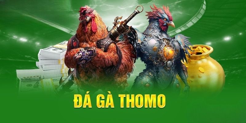 Ưu điểm mang lại sự thú vị của trò cược trực tiếp đá gà Thomo